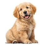 Max the Golden Retriever puppy
